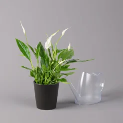 Einblatt 'Bellini', Topf-Ø 13 Cm, Mit Topf Anthrazit, Höhe Ca. 30 Cm, 2er-Set -Fiskar Garten Geschaft 0210660076 Spath wall Bellini UeT Dallas anthrazit 3