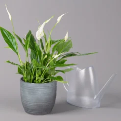 Einblatt 'Bellini' In Keramiktopf Bergamo Grau, Topf-Ø 13 Cm, Höhe Ca. 30 Cm -Fiskar Garten Geschaft 0210660088 Spathiphyllum in Uebertopf Bergamo grau 3