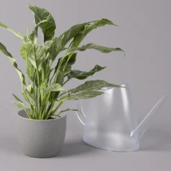 Einblatt 'Diamond', Topf-Ø 12 Cm, Höhe Ca. 40 Cm -Fiskar Garten Geschaft 0210660089 Spathiphyllum Diamond 12cm 2 115548