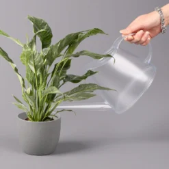 Einblatt 'Diamond', Topf-Ø 12 Cm, Höhe Ca. 40 Cm -Fiskar Garten Geschaft 0210660089 Spathiphyllum Diamond 12cm 3 115549