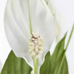 Einblatt 'Bellini' In Übertopf Vibes Gelb, Topf-Ø 13 Cm, Höhe Ca. 30 Cm -Fiskar Garten Geschaft 0210660098 0210660099 0210660100 0210660101 Spathiphyllum Bellini 1 124913