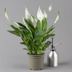 Einblatt 'Bellini' In Übertopf Vibes Gelb, Topf-Ø 13 Cm, Höhe Ca. 30 Cm -Fiskar Garten Geschaft 0210660098 0210660099 0210660100 0210660101 Spathiphyllum Bellini 124912