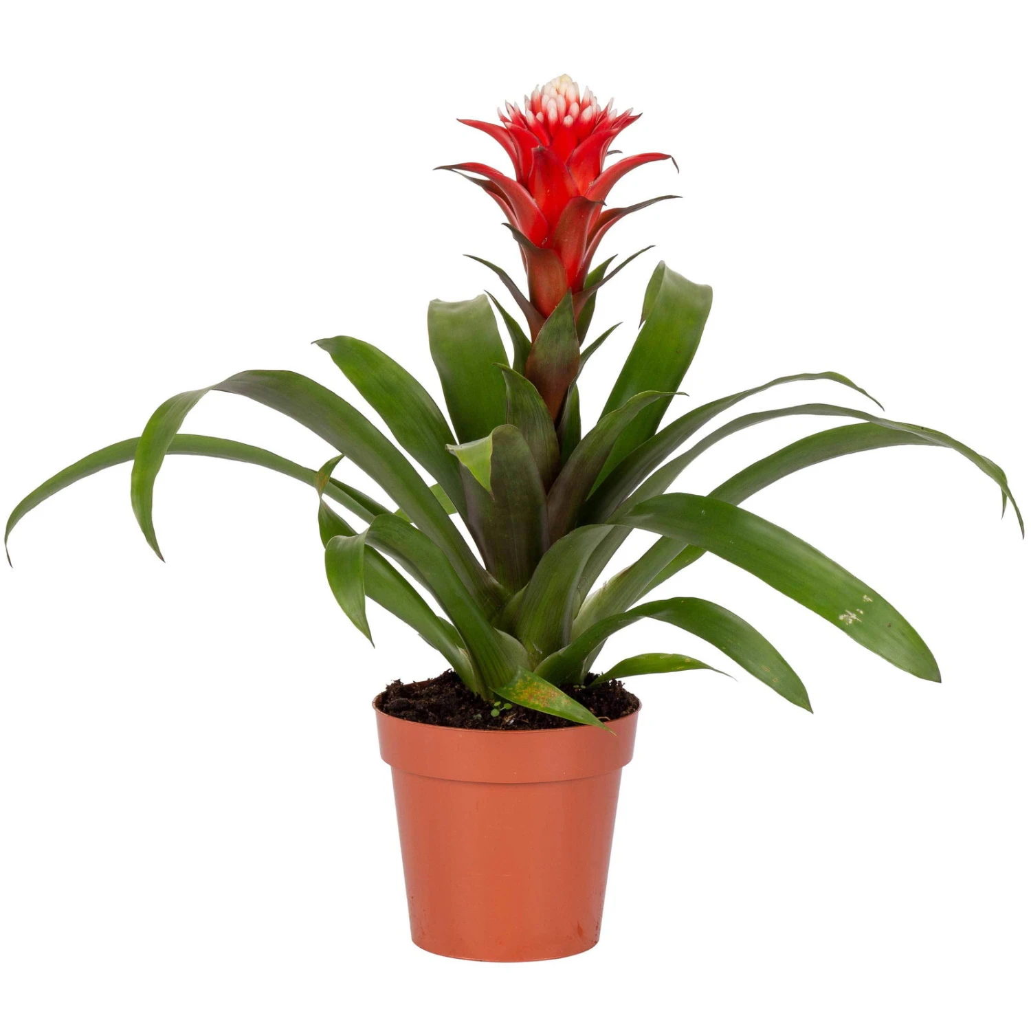 Guzmania 'Hope', Rot-weiß, Topf-Ø 13 Cm, Höhe Ca. 45 Cm 2 Guzmania 'Hope', Rot-weiß, Topf-Ø 13 Cm, Höhe Ca. 45 Cm – Bild 2