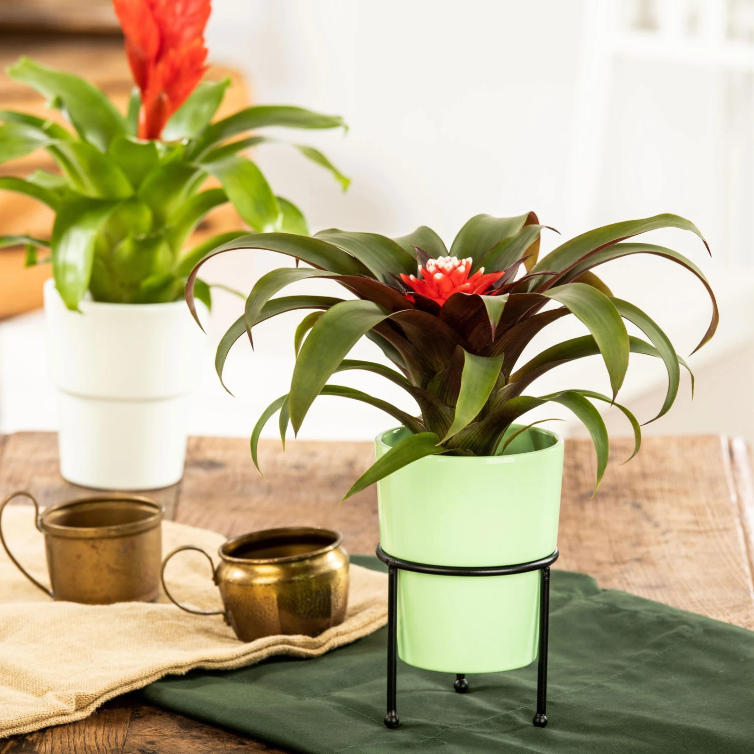 Guzmania 'Hope', Rot-weiß, Topf-Ø 13 Cm, Höhe Ca. 45 Cm 1 Guzmania 'Hope', Rot-weiß, Topf-Ø 13 Cm, Höhe Ca. 45 Cm