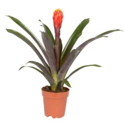 Guzmania 'Tala', Orange-gelb, Topf-Ø 12 Cm , Höhe Ca. 45 Cm