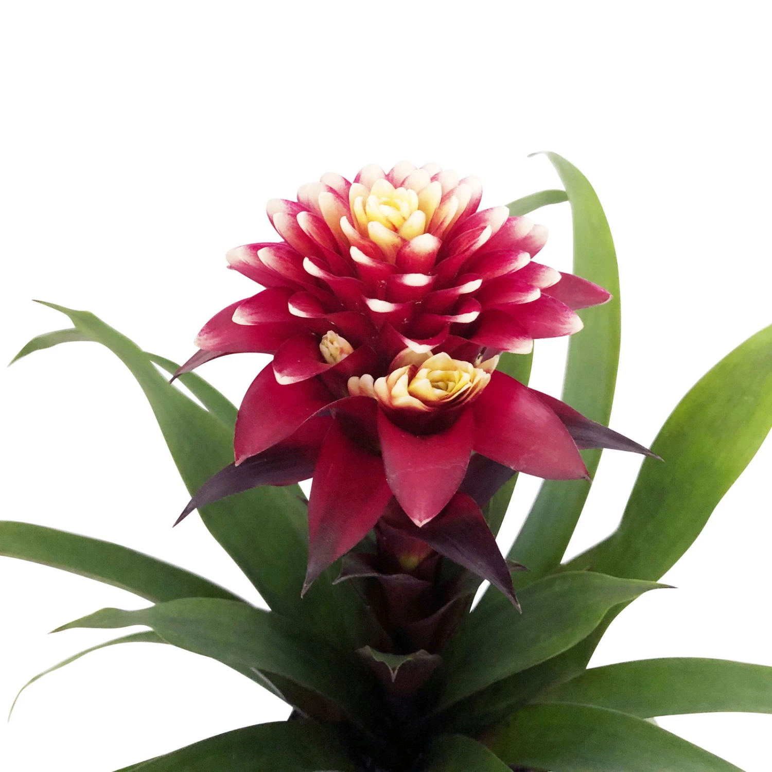 Guzmania 'Francesca', Lila-weiß, Topf-Ø 12 Cm, Mit Korb Maki, Höhe Ca. 40 Cm 2 Guzmania 'Francesca', Lila-weiß, Topf-Ø 12 Cm, Mit Korb Maki, Höhe Ca. 40 Cm – Bild 2