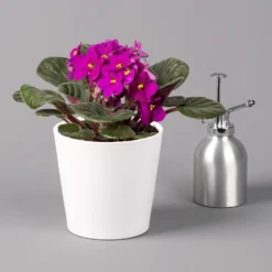 Usambaraveilchen In Keramiktopf Dallas Weiß, Rot, Topf-Ø 12 Cm, 3er-Set 10 Usambaraveilchen In Keramiktopf Dallas Weiß, Rot, Topf-Ø 12 Cm, 3er-Set -Fiskar Garten Geschaft 0210950111 Saintpaulia rot in Topf Dallas weiss H20cm T14cm 3erSet1 116537