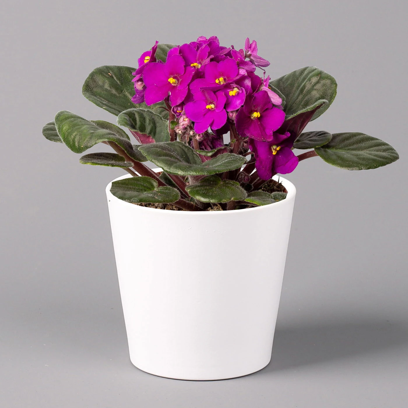 Usambaraveilchen In Keramiktopf Dallas Weiß, Rot, Topf-Ø 12 Cm, 3er-Set 2 Usambaraveilchen In Keramiktopf Dallas Weiß, Rot, Topf-Ø 12 Cm, 3er-Set – Bild 2