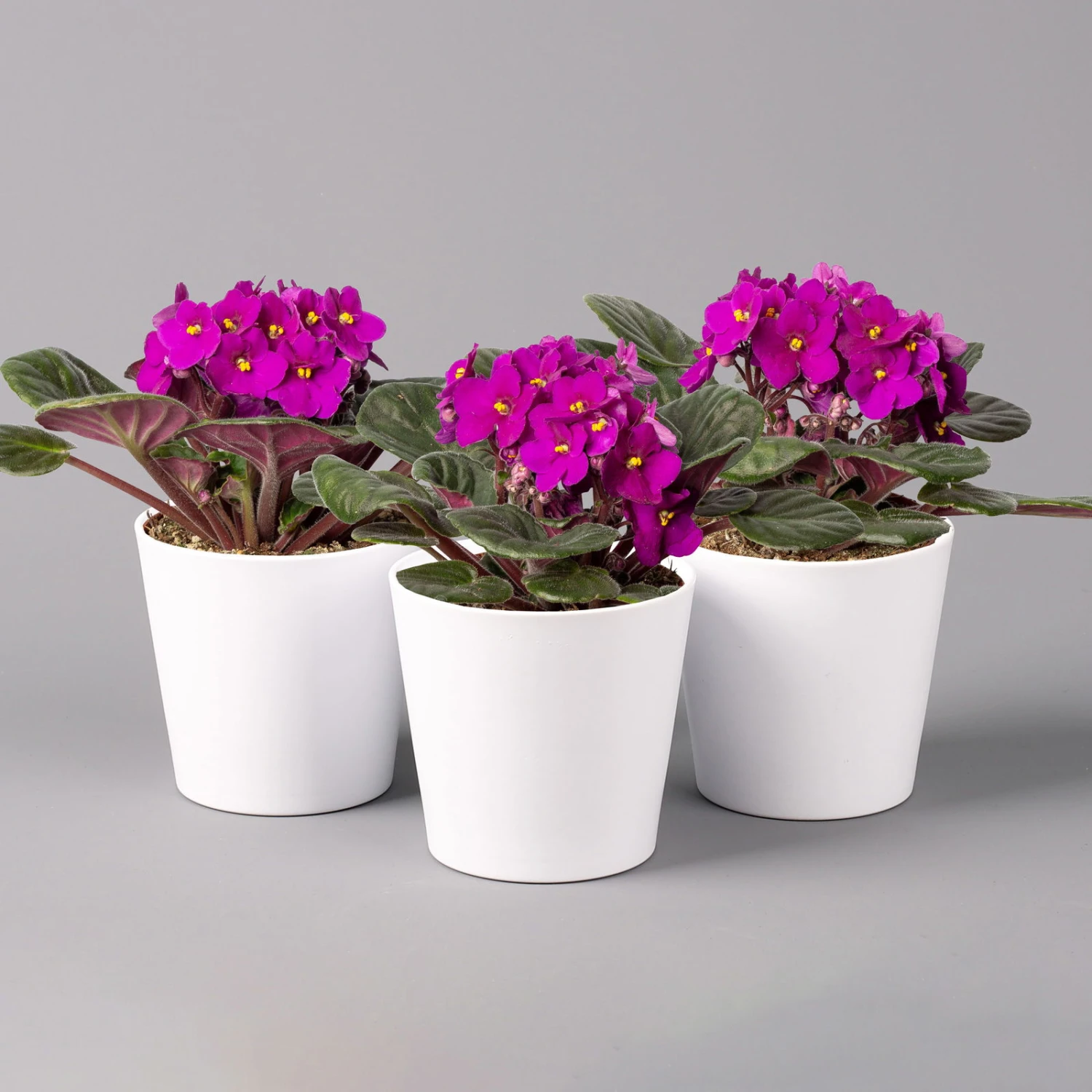 Usambaraveilchen In Keramiktopf Dallas Weiß, Rot, Topf-Ø 12 Cm, 3er-Set 1 Usambaraveilchen In Keramiktopf Dallas Weiß, Rot, Topf-Ø 12 Cm, 3er-Set