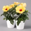 Hibiskus, Gelb, Mit Keramiktopf Dallas Weiß, Topf-Ø 13 Cm, 2er-Set