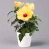 Hibiskus, Gelb, Mit Keramiktopf Dallas Weiß, Topf-Ø 13 Cm, Höhe Ca. 35 Cm