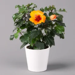 Ausgewählte Produkte 19 Hibiskus, Graff® 'Petit Orange', Mit Keramiktopf Dallas Weiß, Topf-Ø 13 Cm