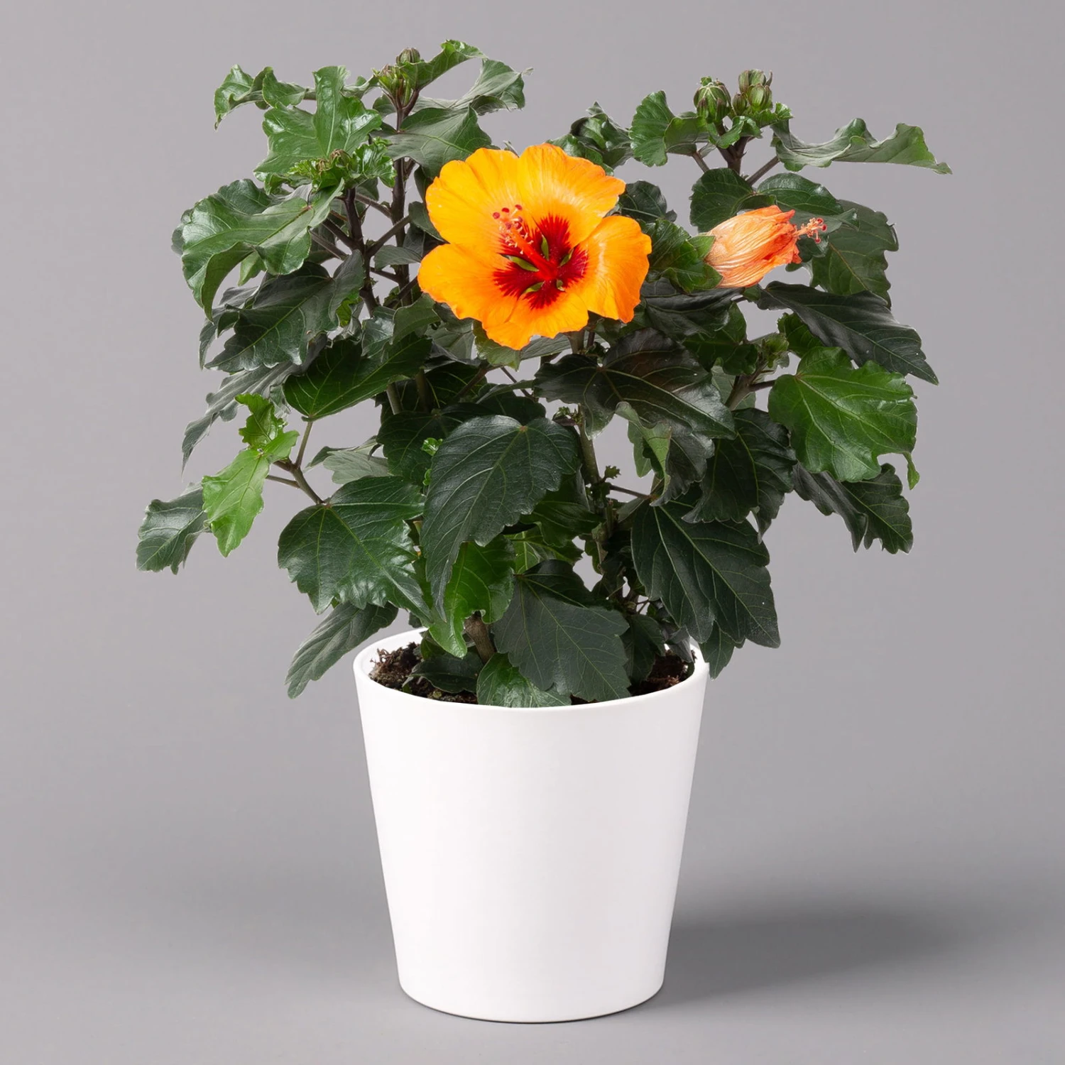 Hibiskus, Graff® 'Petit Orange', Mit Keramiktopf Dallas Weiß, Topf-Ø 13 Cm 1 Hibiskus, Graff® 'Petit Orange', Mit Keramiktopf Dallas Weiß, Topf-Ø 13 Cm