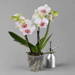 Ausgewählte Produkte 15 Phalaenopsis 'Spirit' Weiß Gesprenkelt, 2 Rispen, Topf-Ø 12 Cm, Höhe Ca. 50 Cm
