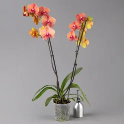 Schmetterlingsorchidee, Inkl. Keramiktopf, Orange, Topf-Ø 12cm, Höhe Ca. 60 Cm -Fiskar Garten Geschaft 0215152689 midi orange merina 2 124000