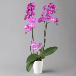 Schmetterlingsorchidee, Inkl. Keramiktopf, Dunkelrosa, Topf-Ø 12cm, Höhe Ca 60cm