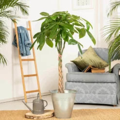 Glückskastanie, Topf-Ø 21 Cm, Höhe Ca. 100 Cm -Fiskar Garten Geschaft 022010 glueckskastanie pachira aquatica2