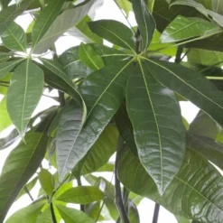 Glückskastanie, Topf-Ø 21 Cm, Höhe Ca. 100 Cm -Fiskar Garten Geschaft 022010 glueckskastanie pachira aquatica