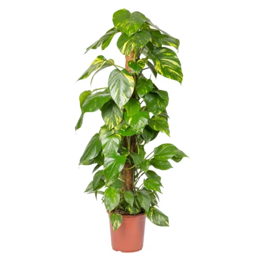 Efeutute Mit Moosstab, Topf-Ø 24 Cm, Höhe Ca. 120 Cm 4 Efeutute Mit Moosstab, Topf-Ø 24 Cm, Höhe Ca. 120 Cm -Fiskar Garten Geschaft 0220101131 Epipremnum pinnatum Moosstab 24cm T H120cm