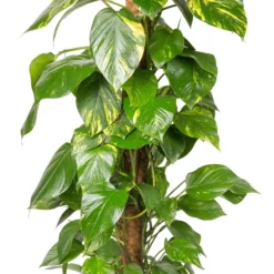 Efeutute Mit Moosstab, Topf-Ø 24 Cm, Höhe Ca. 120 Cm 5 Efeutute Mit Moosstab, Topf-Ø 24 Cm, Höhe Ca. 120 Cm -Fiskar Garten Geschaft 0220101131 Epipremnum pinnatum Moosstab 24cm T H120cm 1 117702