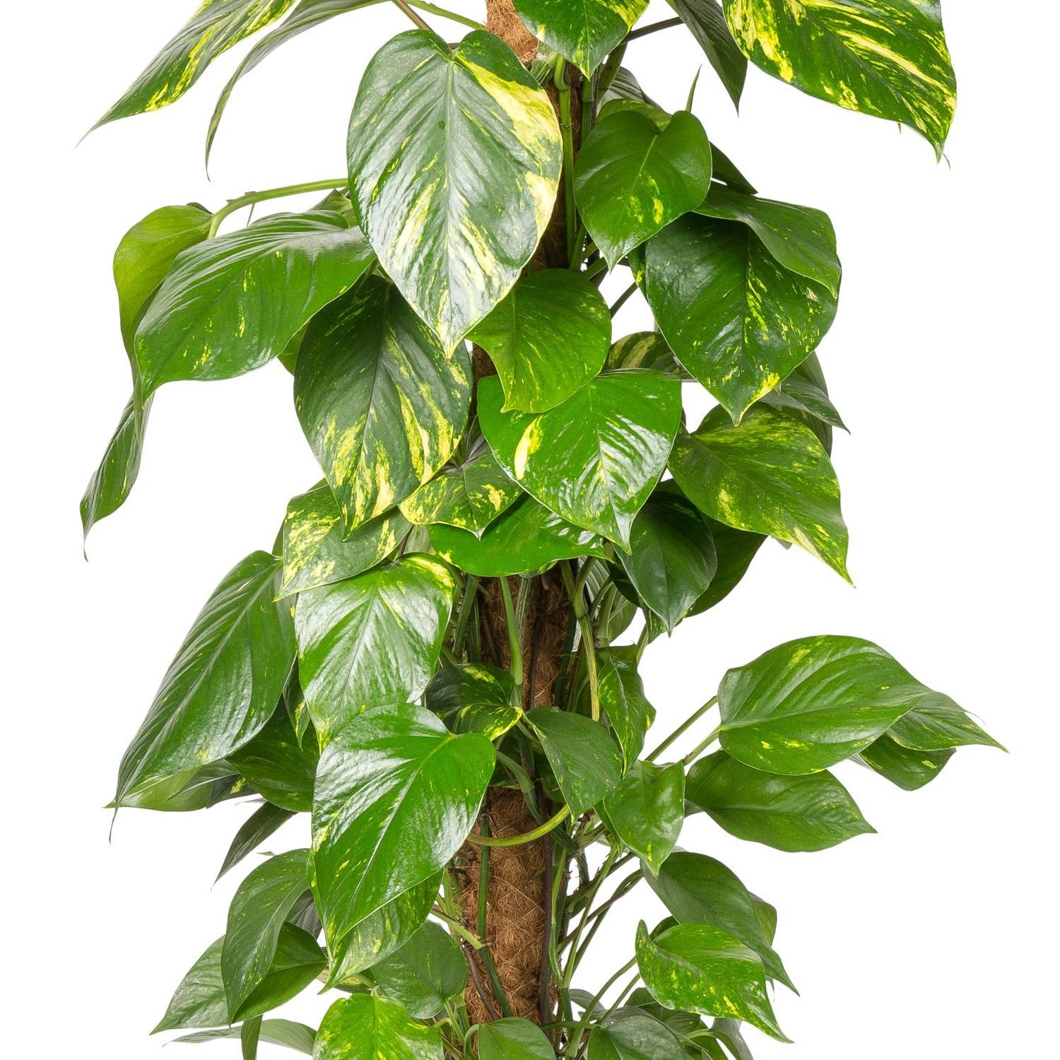 Efeutute Mit Moosstab, Topf-Ø 24 Cm, Höhe Ca. 120 Cm 2 Efeutute Mit Moosstab, Topf-Ø 24 Cm, Höhe Ca. 120 Cm – Bild 2