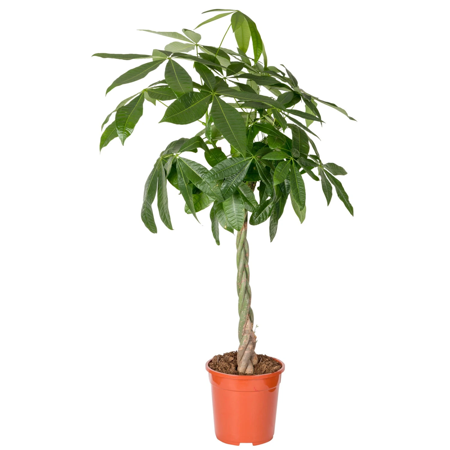 Glückskastanie, Topf-Ø 21 Cm, Höhe Ca. 100 Cm – Bild 2