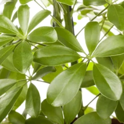 Schefflera Arboricola 'Nora', Topf-Ø 21 Cm, Höhe Ca. 55 Cm -Fiskar Garten Geschaft 0220106951 Schefflera arbor Nora