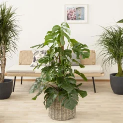 Ausgewählte Produkte 7 Monstera Deliciosa, Topf-Ø 27 Cm, Höhe Ca. 120 Cm
