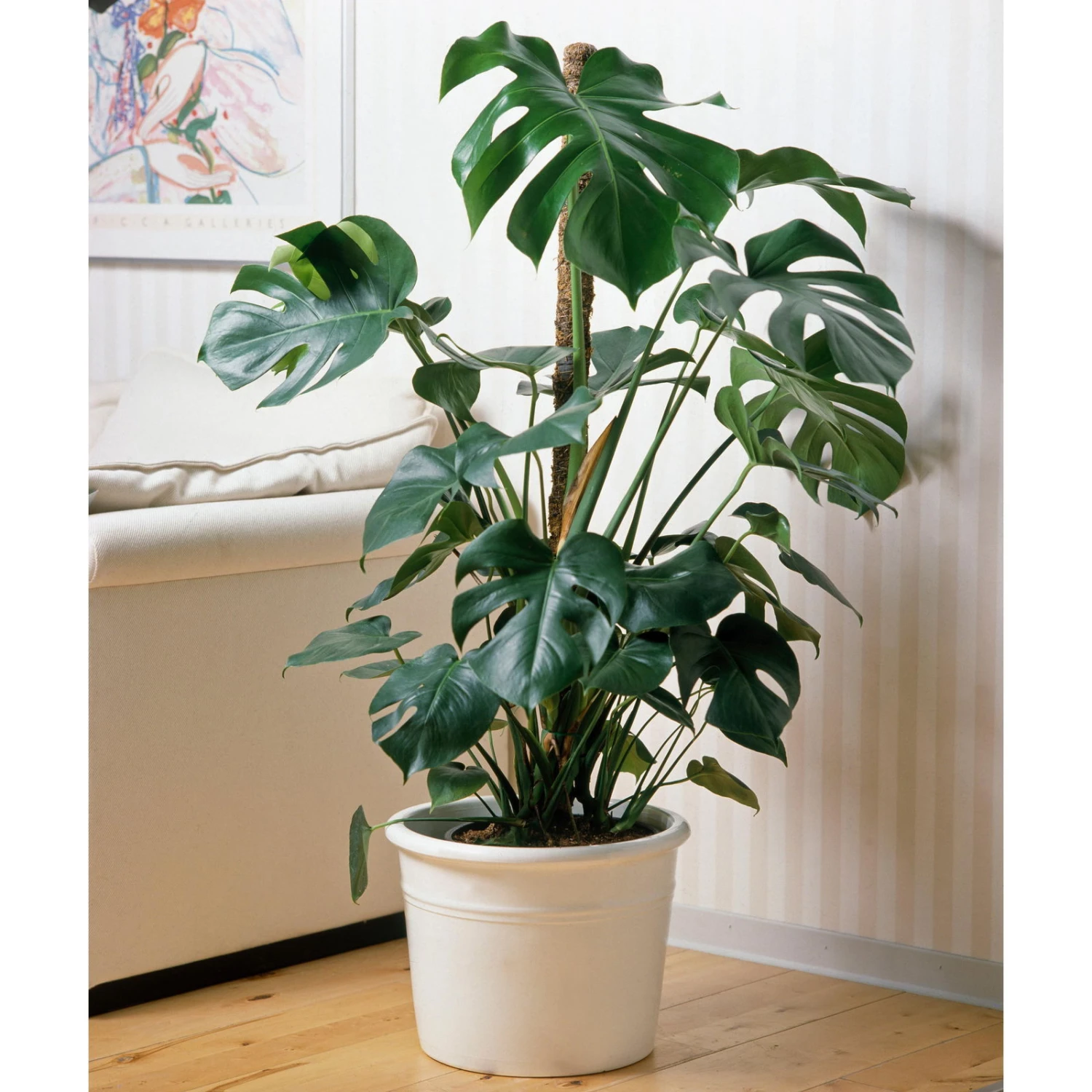 Monstera Deliciosa, Topf-Ø 21 Cm, Höhe Ca. 50-70 Cm 3 Monstera Deliciosa, Topf-Ø 21 Cm, Höhe Ca. 50-70 Cm – Bild 3