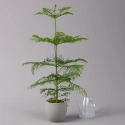 Zimmertanne, Topf-Ø 21 Cm, Höhe Ca. 90 Cm