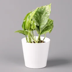 Efeutute 'Marble Queen' Inkl. Topf Weiß, Topf-Ø 12 Cm, Höhe Ca. 15 Cm, 3er-Set 9 Efeutute 'Marble Queen' Inkl. Topf Weiß, Topf-Ø 12 Cm, Höhe Ca. 15 Cm, 3er-Set -Fiskar Garten Geschaft 0220108126 Epipr Marble Queen Topf Dallas weiss 12