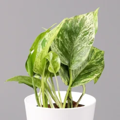 Efeutute 'Marble Queen' Inkl. Topf Weiß, Topf-Ø 12 Cm, Höhe Ca. 15 Cm, 3er-Set 10 Efeutute 'Marble Queen' Inkl. Topf Weiß, Topf-Ø 12 Cm, Höhe Ca. 15 Cm, 3er-Set -Fiskar Garten Geschaft 0220108126 Epipr Marble Queen Topf Dallas weiss 22