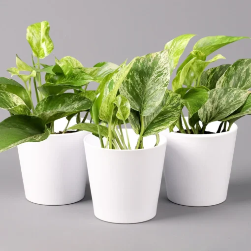 Efeutute 'Marble Queen' Inkl. Topf Weiß, Topf-Ø 12 Cm, Höhe Ca. 15 Cm, 3er-Set 2 Efeutute 'Marble Queen' Inkl. Topf Weiß, Topf-Ø 12 Cm, Höhe Ca. 15 Cm, 3er-Set -Fiskar Garten Geschaft 0220108126 Epipr Marble Queen Topf Dallas weiss 3er Set