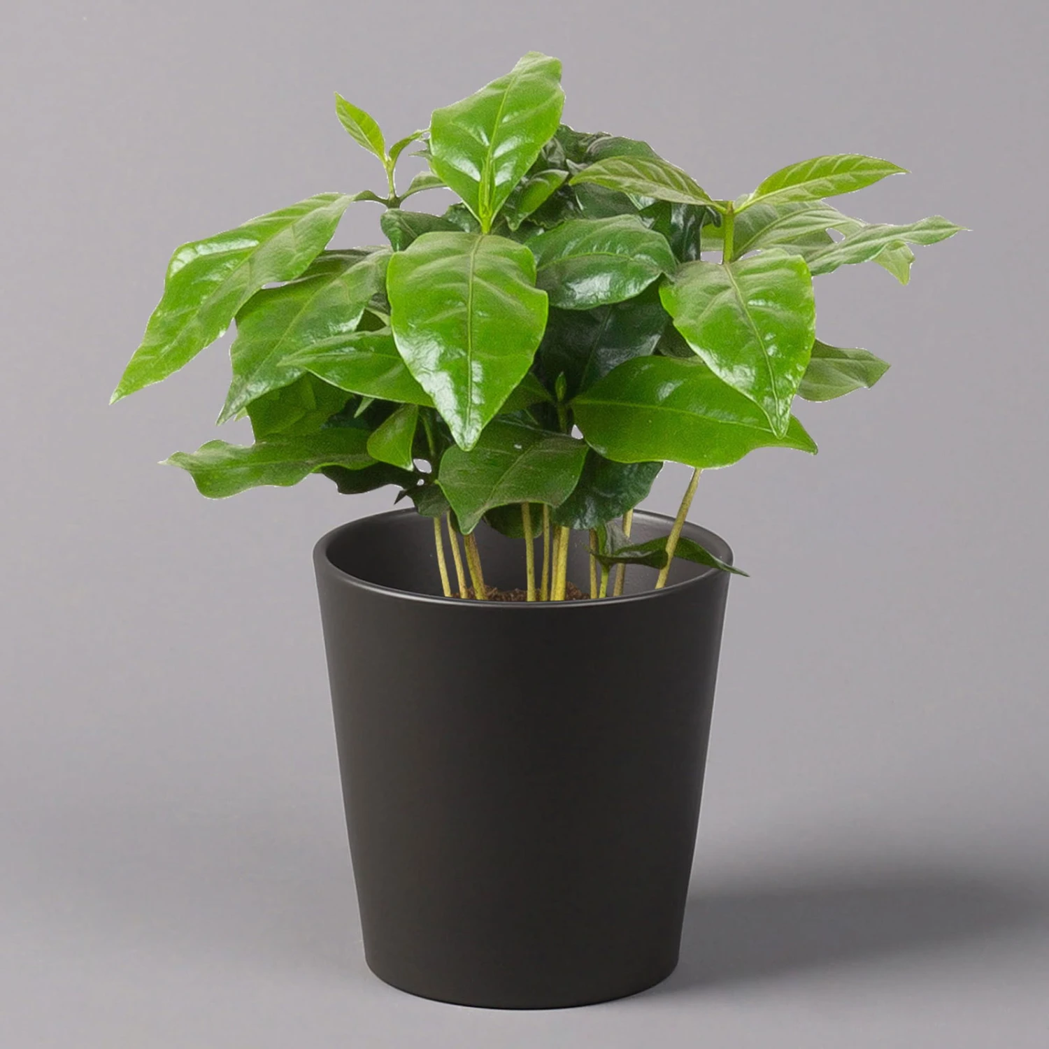 Kaffeestrauch Mit Keramiktopf Anthrazit, Topf-Ø 12cm, Höhe Ca. 25 Cm, 3er-Set 2 Kaffeestrauch Mit Keramiktopf Anthrazit, Topf-Ø 12cm, Höhe Ca. 25 Cm, 3er-Set – Bild 2