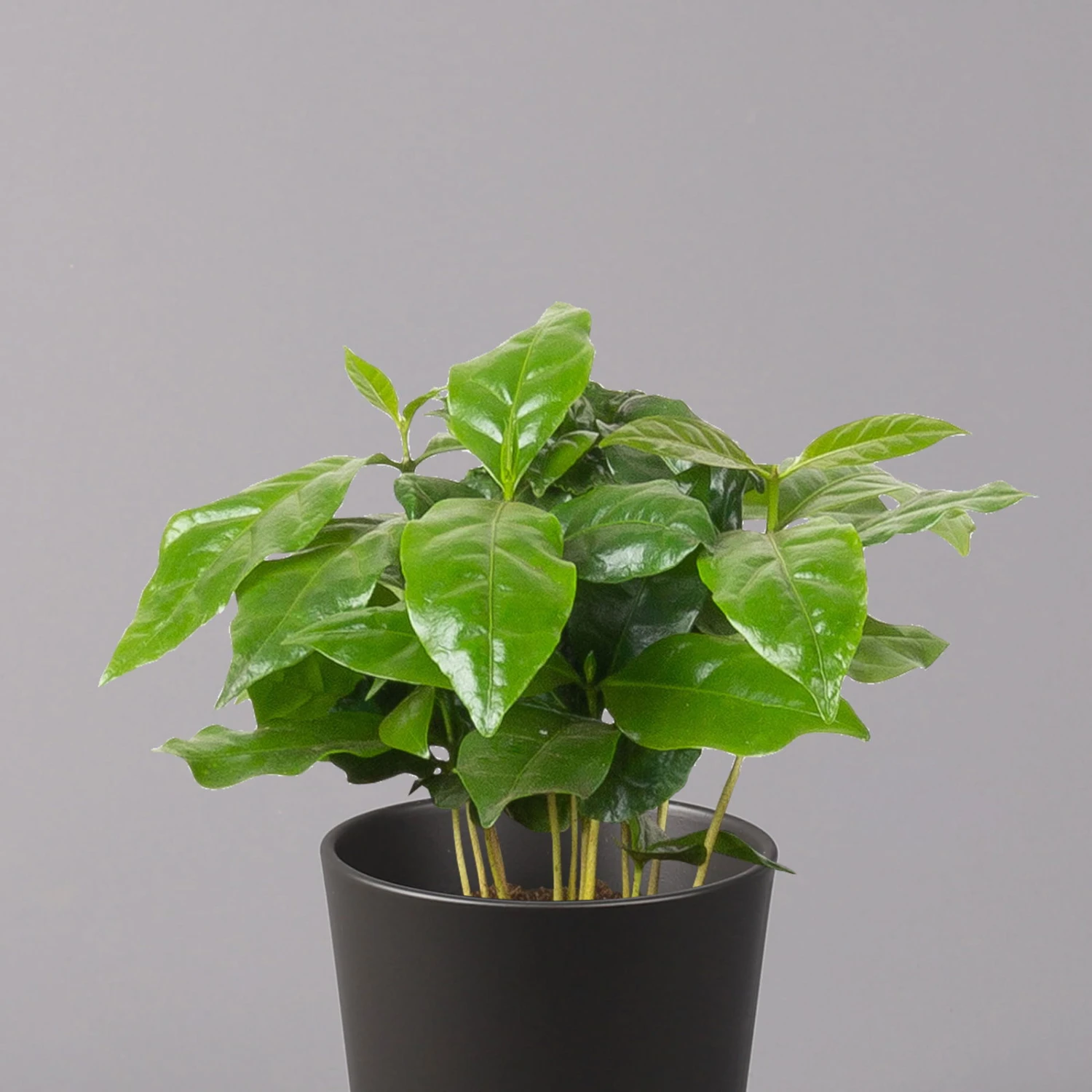 Kaffeestrauch Mit Keramiktopf Anthrazit, Topf-Ø 12cm, Höhe Ca. 25 Cm, 3er-Set 3 Kaffeestrauch Mit Keramiktopf Anthrazit, Topf-Ø 12cm, Höhe Ca. 25 Cm, 3er-Set – Bild 3