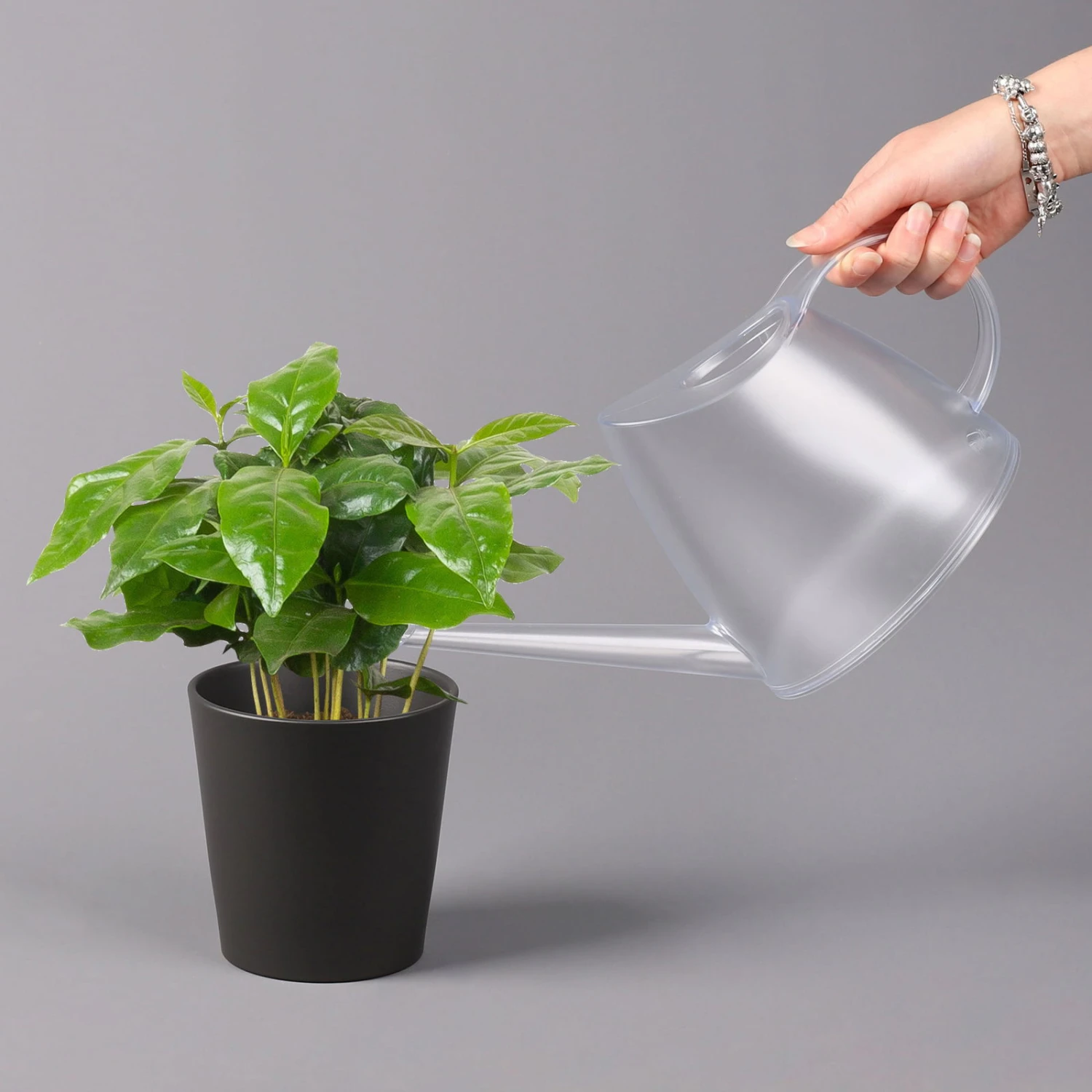 Kaffeestrauch Mit Keramiktopf Anthrazit, Topf-Ø 12cm, Höhe Ca. 25 Cm, 3er-Set 4 Kaffeestrauch Mit Keramiktopf Anthrazit, Topf-Ø 12cm, Höhe Ca. 25 Cm, 3er-Set – Bild 4