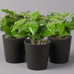 Kaffeestrauch Mit Keramiktopf Anthrazit, Topf-Ø 12cm, Höhe Ca. 25 Cm, 3er-Set