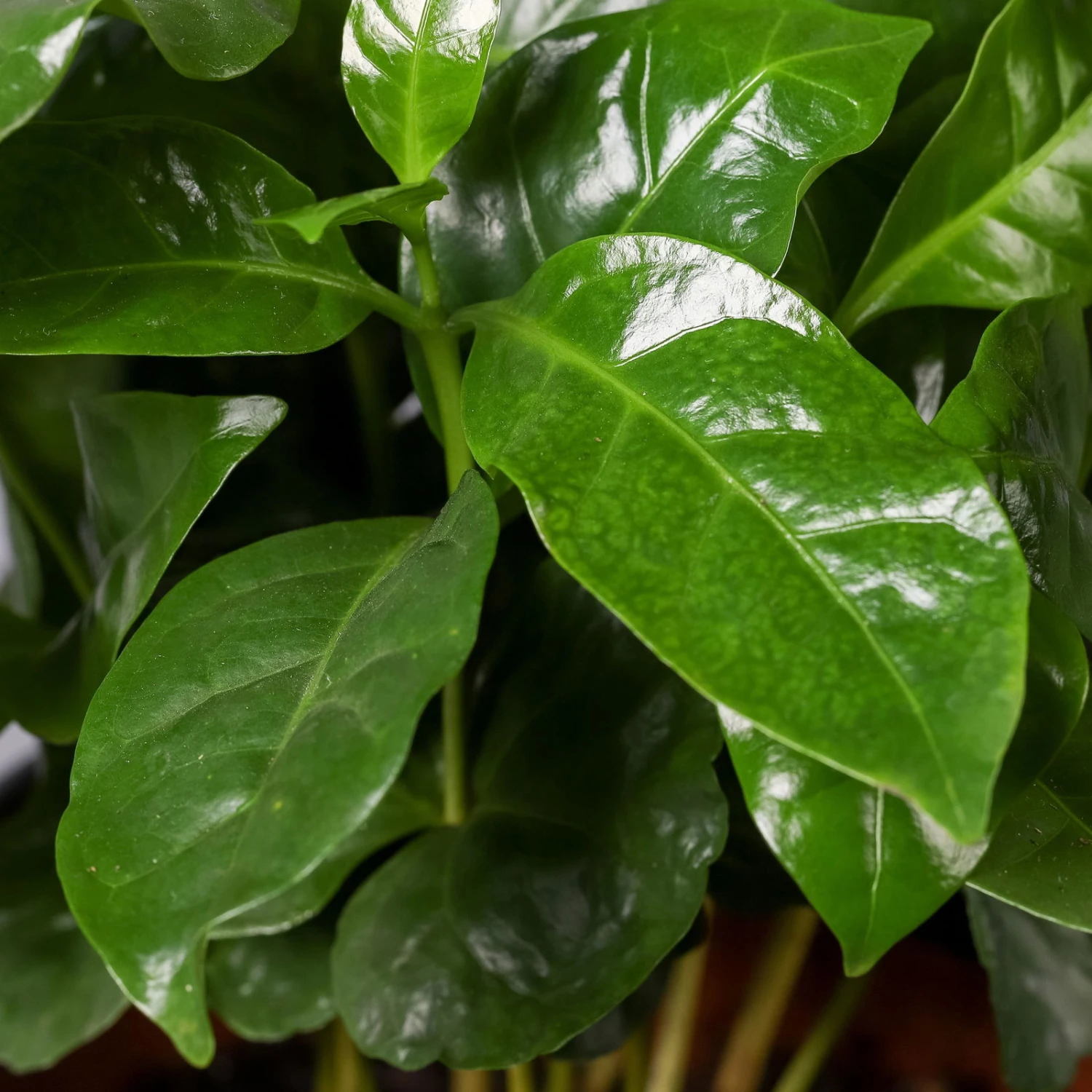 Kaffeestrauch Mit Keramiktopf Anthrazit, Topf-Ø 12cm, Höhe Ca. 25 Cm, 3er-Set 5 Kaffeestrauch Mit Keramiktopf Anthrazit, Topf-Ø 12cm, Höhe Ca. 25 Cm, 3er-Set – Bild 5