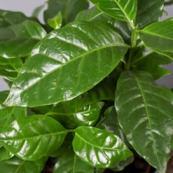 Kaffeestrauch Mit Keramiktopf Anthrazit, Topf-Ø 12cm, Höhe Ca. 25 Cm, 3er-Set 14 Kaffeestrauch Mit Keramiktopf Anthrazit, Topf-Ø 12cm, Höhe Ca. 25 Cm, 3er-Set -Fiskar Garten Geschaft 0220108129 Coffea arabica Dallas anthrazit 5