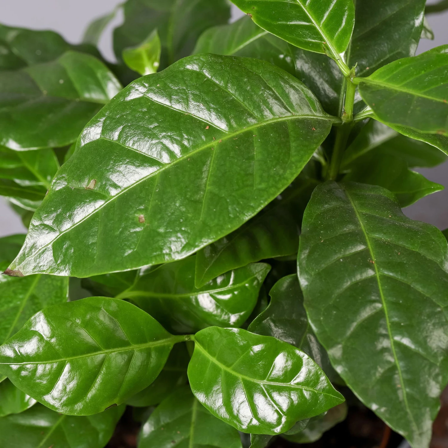 Kaffeestrauch Mit Keramiktopf Anthrazit, Topf-Ø 12cm, Höhe Ca. 25 Cm, 3er-Set 6 Kaffeestrauch Mit Keramiktopf Anthrazit, Topf-Ø 12cm, Höhe Ca. 25 Cm, 3er-Set – Bild 6