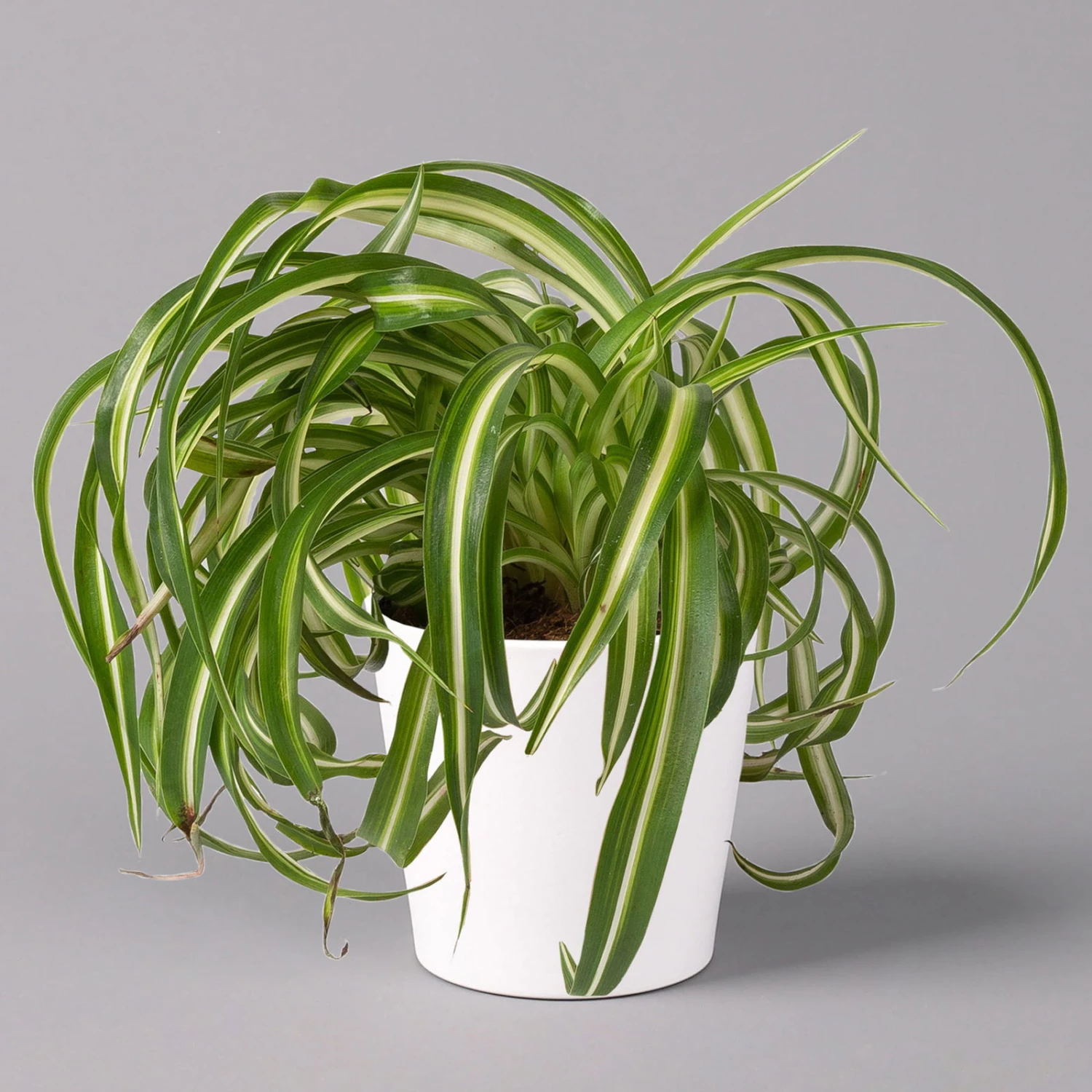 Grünlilie 'Bonnie' Mit Keramiktopf Dallas Weiß, Topf-Ø 12 Cm, 2er-Set 2 Grünlilie 'Bonnie' Mit Keramiktopf Dallas Weiß, Topf-Ø 12 Cm, 2er-Set – Bild 2
