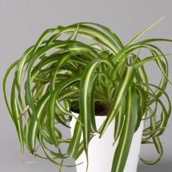 Grünlilie 'Bonnie' Mit Keramiktopf Dallas Weiß, Topf-Ø 12 Cm, 2er-Set 10 Grünlilie 'Bonnie' Mit Keramiktopf Dallas Weiß, Topf-Ø 12 Cm, 2er-Set -Fiskar Garten Geschaft 0220108252 Chlorophyt Bonnie in Topf Dallas weiss 2