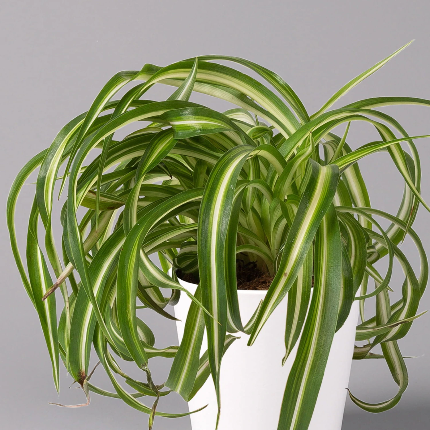 Grünlilie 'Bonnie' Mit Keramiktopf Dallas Weiß, Topf-Ø 12 Cm, 2er-Set 3 Grünlilie 'Bonnie' Mit Keramiktopf Dallas Weiß, Topf-Ø 12 Cm, 2er-Set – Bild 3