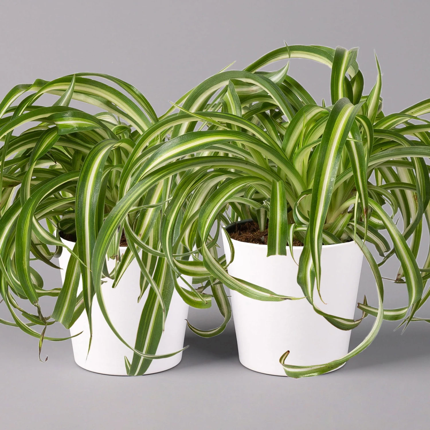 Grünlilie 'Bonnie' Mit Keramiktopf Dallas Weiß, Topf-Ø 12 Cm, 2er-Set 1 Grünlilie 'Bonnie' Mit Keramiktopf Dallas Weiß, Topf-Ø 12 Cm, 2er-Set