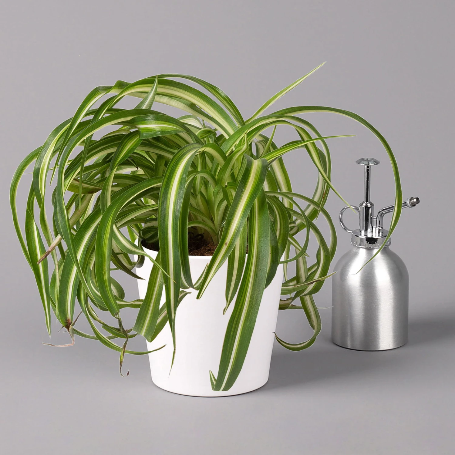 Grünlilie 'Bonnie' Mit Keramiktopf Dallas Weiß, Topf-Ø 12 Cm, 2er-Set 4 Grünlilie 'Bonnie' Mit Keramiktopf Dallas Weiß, Topf-Ø 12 Cm, 2er-Set – Bild 4