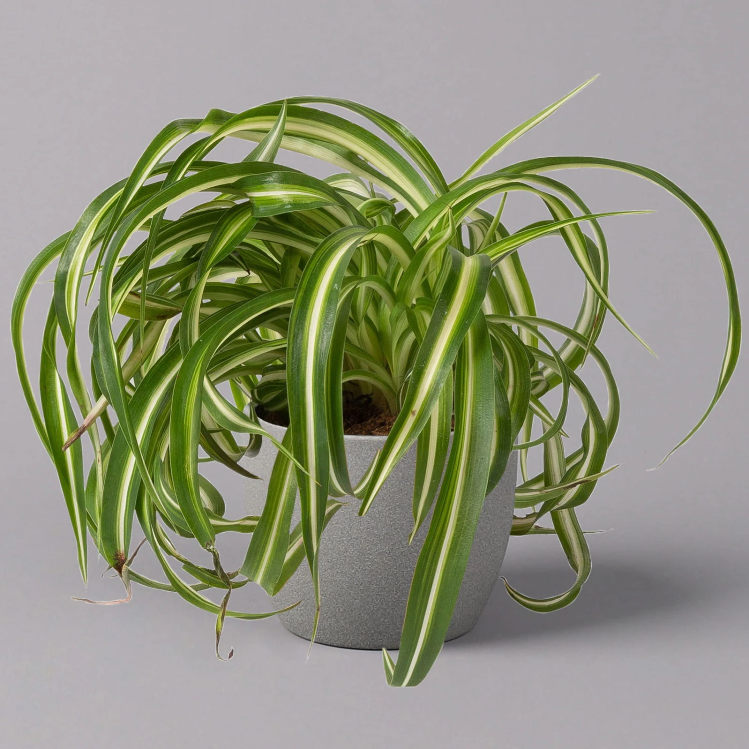 Grünlilie 'Bonnie', Topf-Ø 12 Cm, Höhe Ca. 20 Cm, 3er-Set 2 Grünlilie 'Bonnie', Topf-Ø 12 Cm, Höhe Ca. 20 Cm, 3er-Set – Bild 2