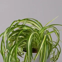 Grünlilie 'Bonnie', Topf-Ø 12 Cm, Höhe Ca. 20 Cm, 3er-Set 10 Grünlilie 'Bonnie', Topf-Ø 12 Cm, Höhe Ca. 20 Cm, 3er-Set -Fiskar Garten Geschaft 0220108272 Chlorophytum Comosum Bonnie 3er Set 12 cm WS 32