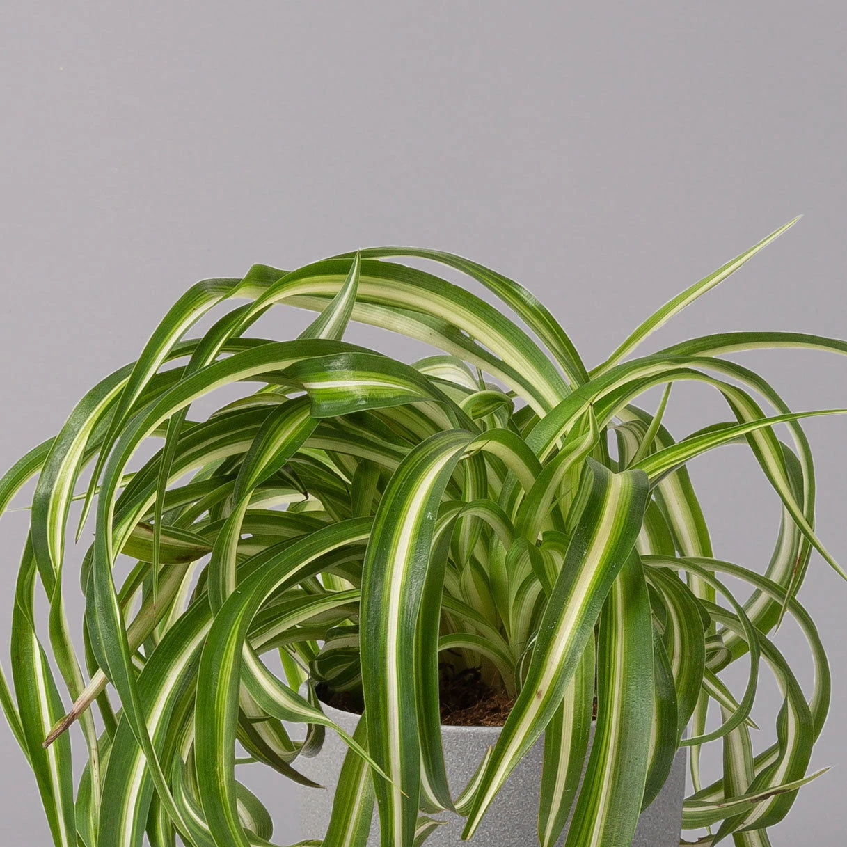 Grünlilie 'Bonnie', Topf-Ø 12 Cm, Höhe Ca. 20 Cm, 3er-Set 3 Grünlilie 'Bonnie', Topf-Ø 12 Cm, Höhe Ca. 20 Cm, 3er-Set – Bild 3
