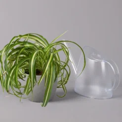 Grünlilie 'Bonnie', Topf-Ø 12 Cm, Höhe Ca. 20 Cm, 3er-Set 11 Grünlilie 'Bonnie', Topf-Ø 12 Cm, Höhe Ca. 20 Cm, 3er-Set -Fiskar Garten Geschaft 0220108272 Chlorophytum Comosum Bonnie 3er Set 12 cm WS 42