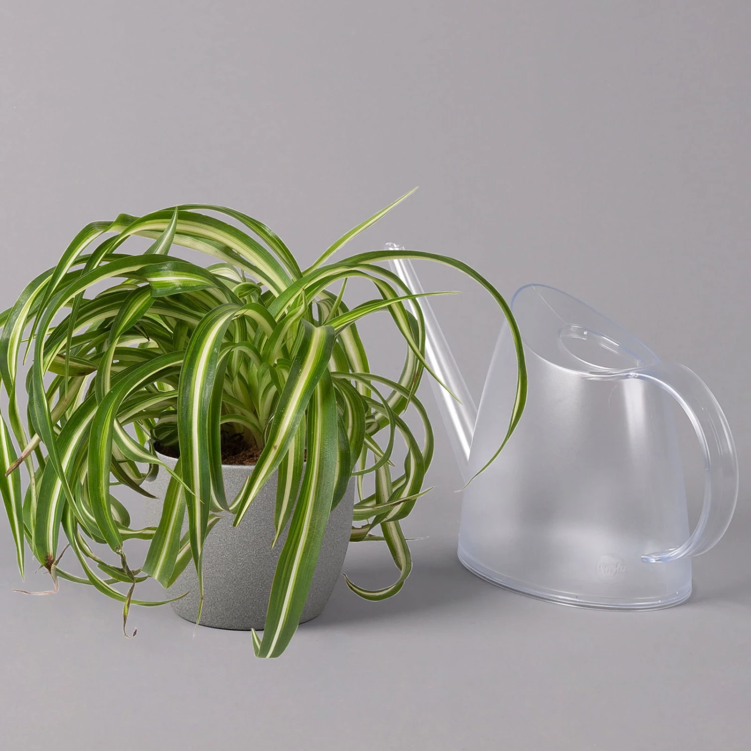 Grünlilie 'Bonnie', Topf-Ø 12 Cm, Höhe Ca. 20 Cm, 3er-Set 4 Grünlilie 'Bonnie', Topf-Ø 12 Cm, Höhe Ca. 20 Cm, 3er-Set – Bild 4